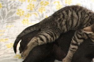 Dogs and Cats Welcome-Friendly Pets
